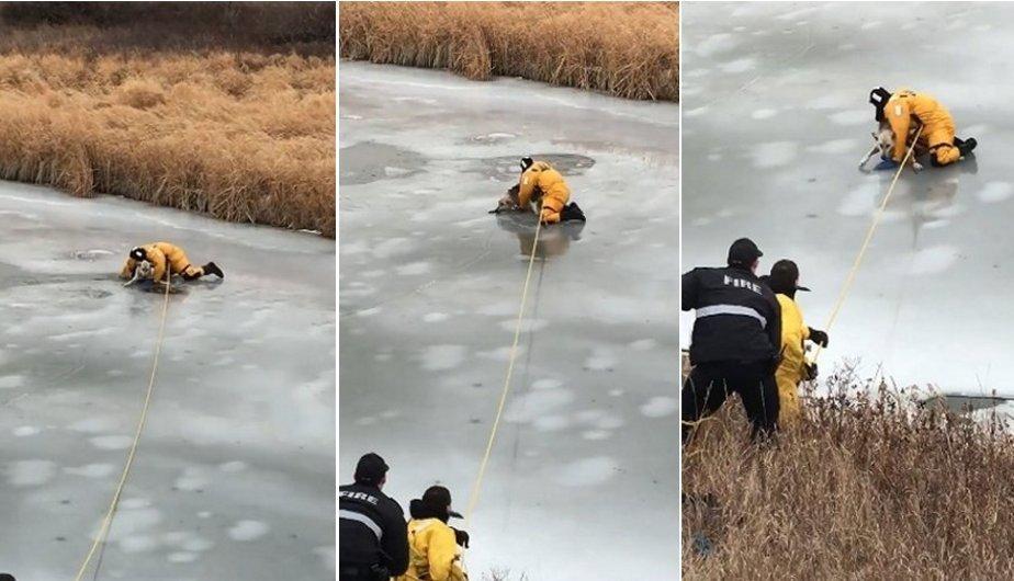 Heroico rescate a un perro que quedó atrapado en el hielo