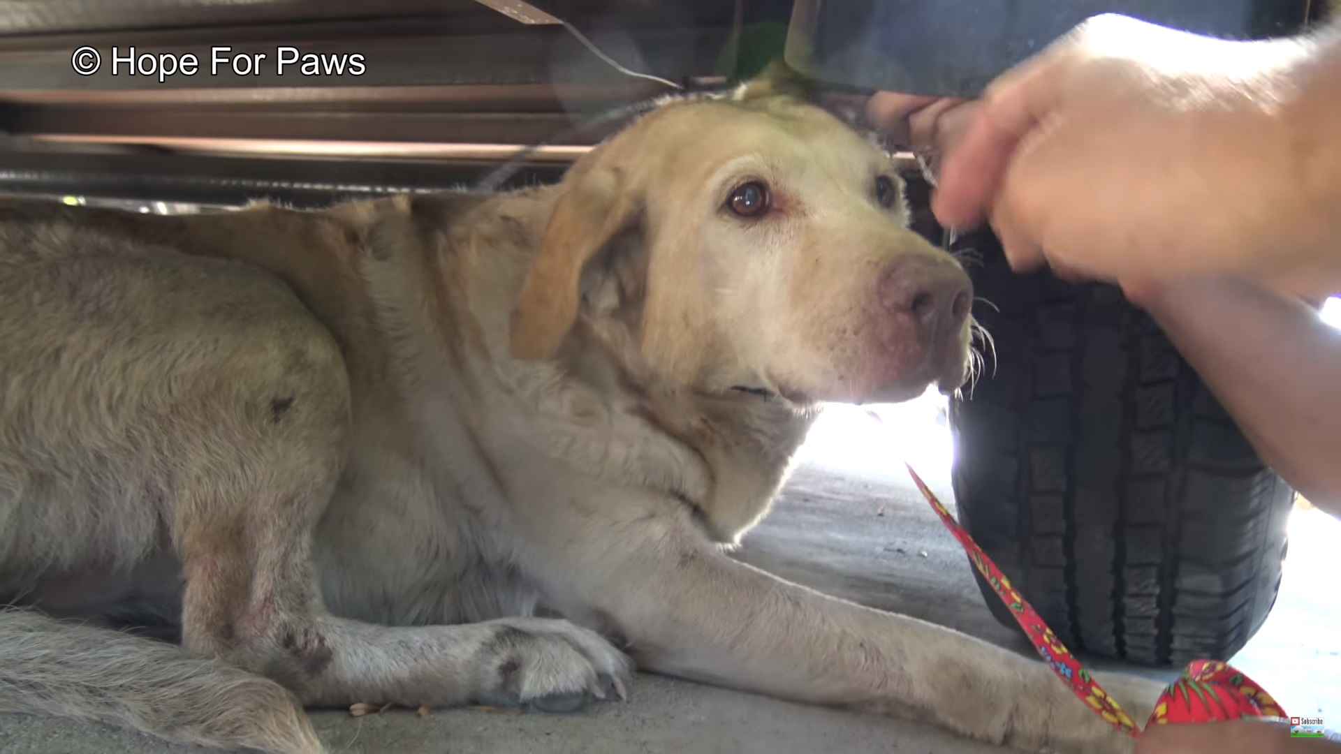 Rescate a un labrador se vuelve viral en redes sociales 