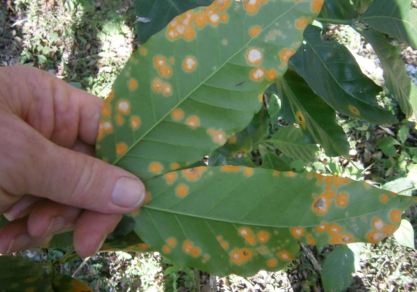 Autoridades alertan ante brote de roya del cafeto