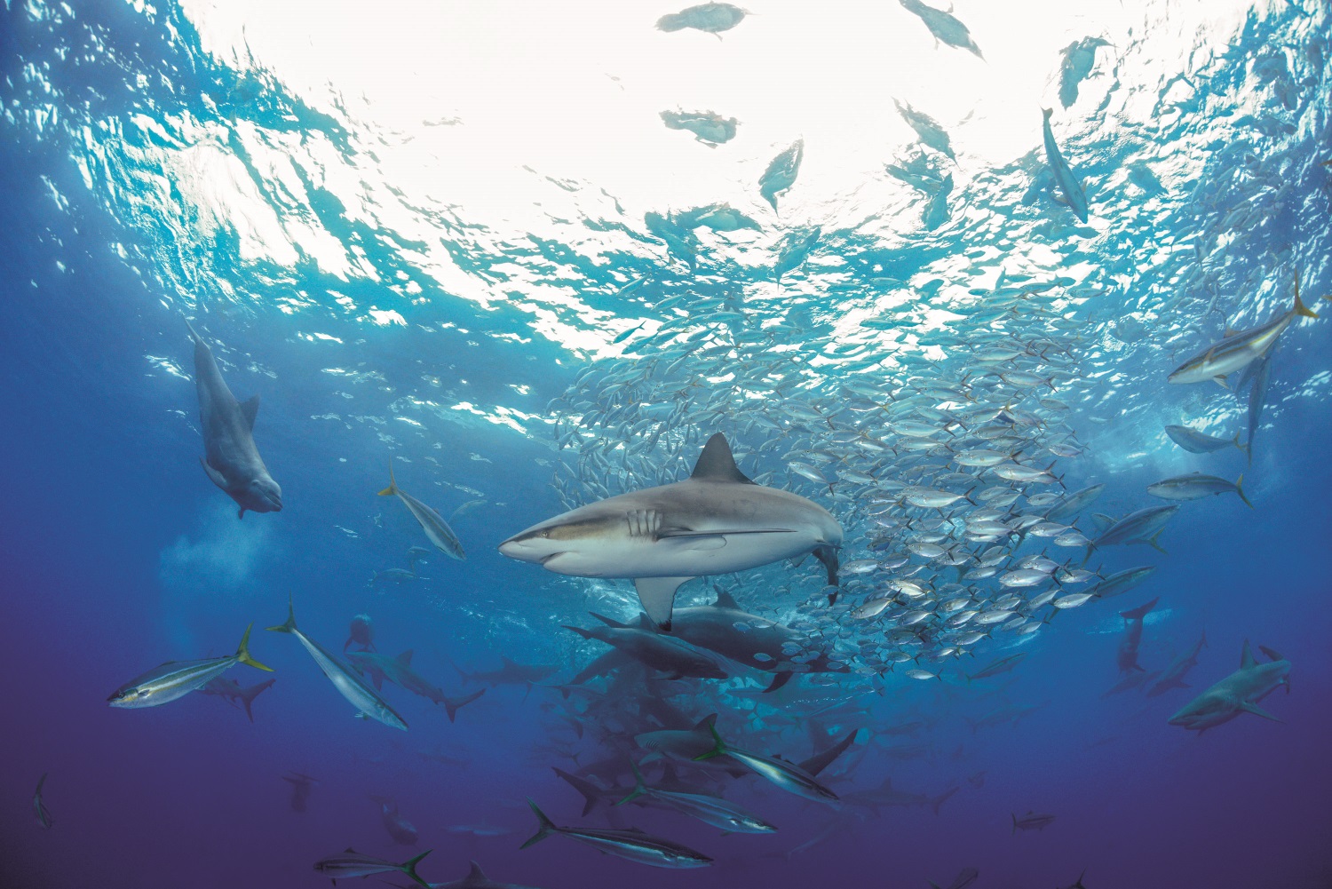 (+VIDEO) Expedición investigará especies entre Costa Rica y Ecuador