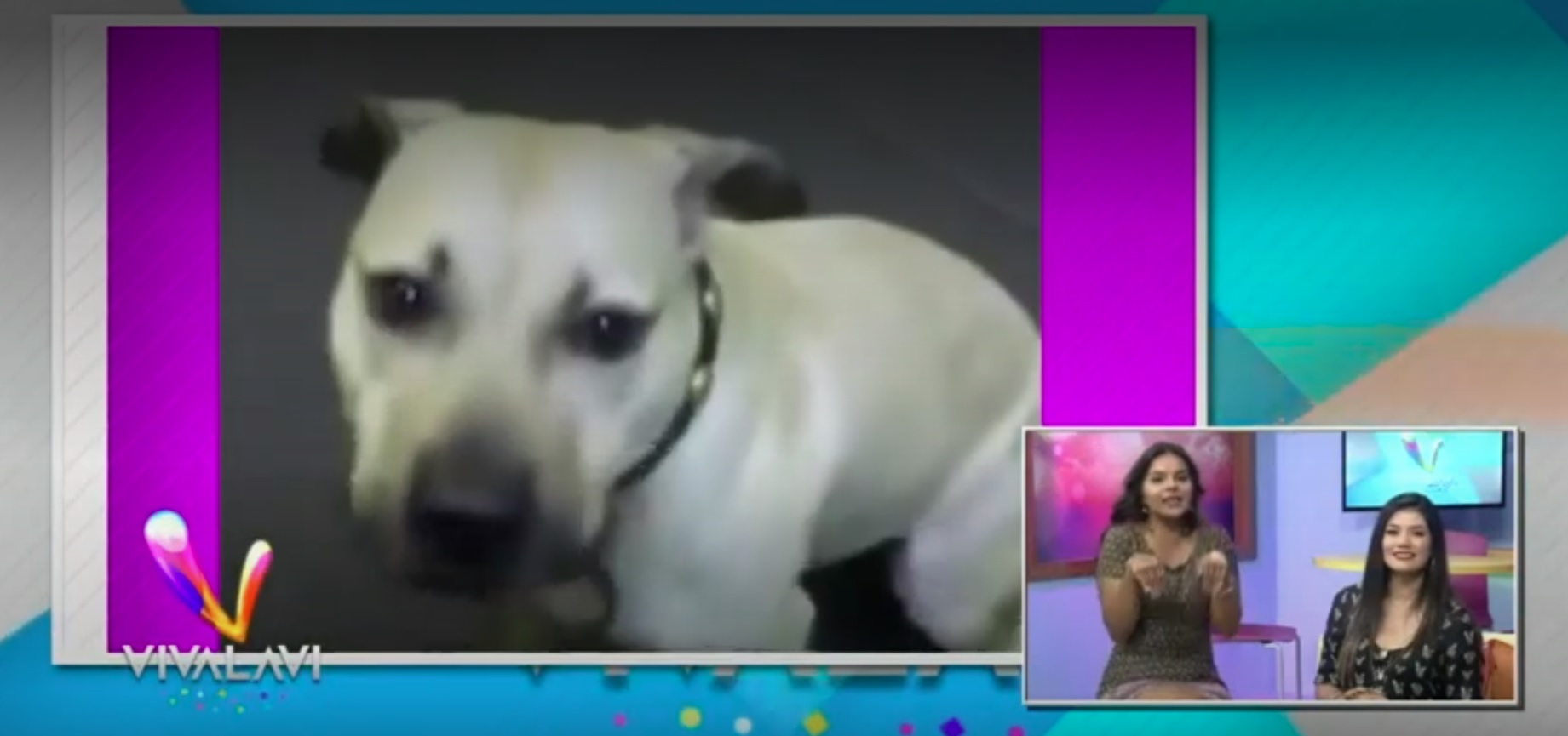 (+VIDEO) La cena es el momento más feliz del perro