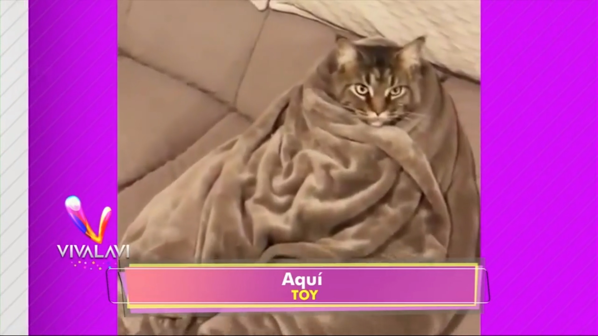 (+VIDEO) Un gato tiene actitud de 'juernes', el otro en un 'relax' 