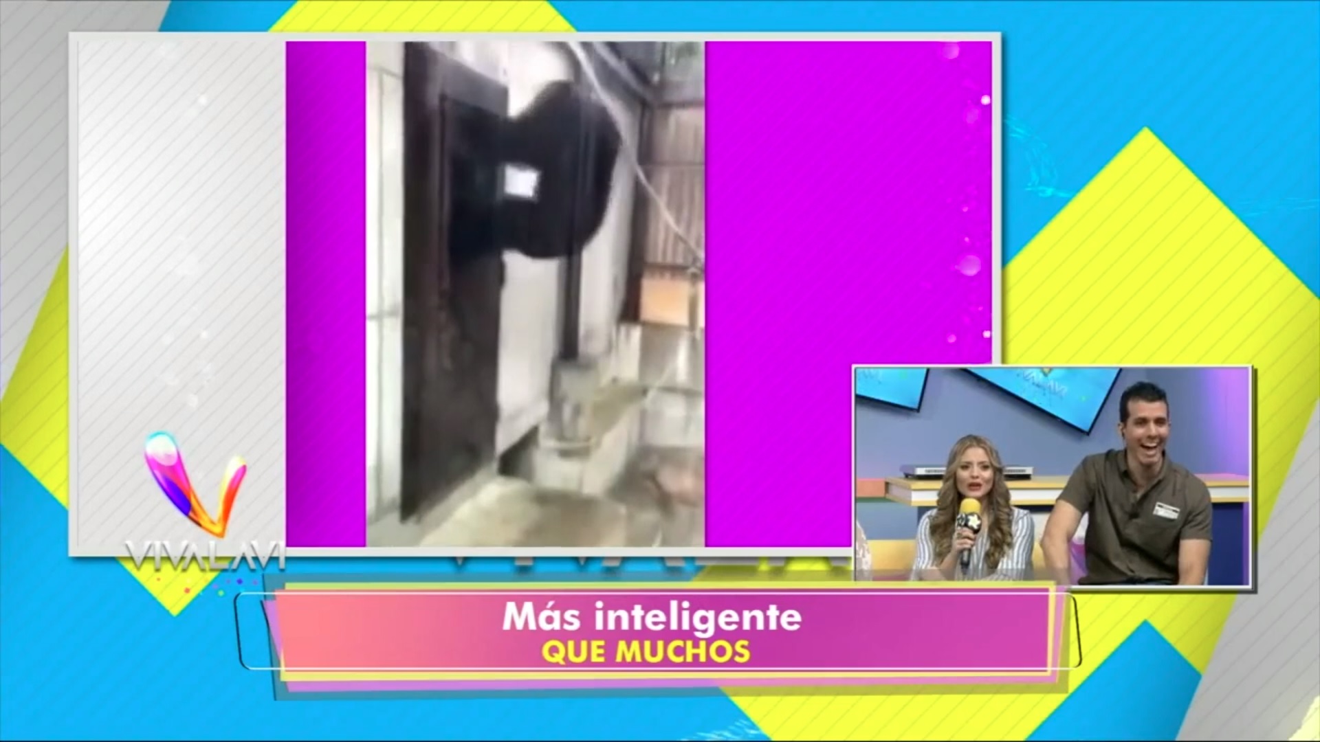 (+VIDEO) Cuando tu novia te invita a casa y sus papás no están, versión mono