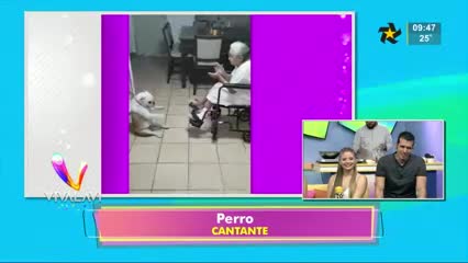 Perrito 