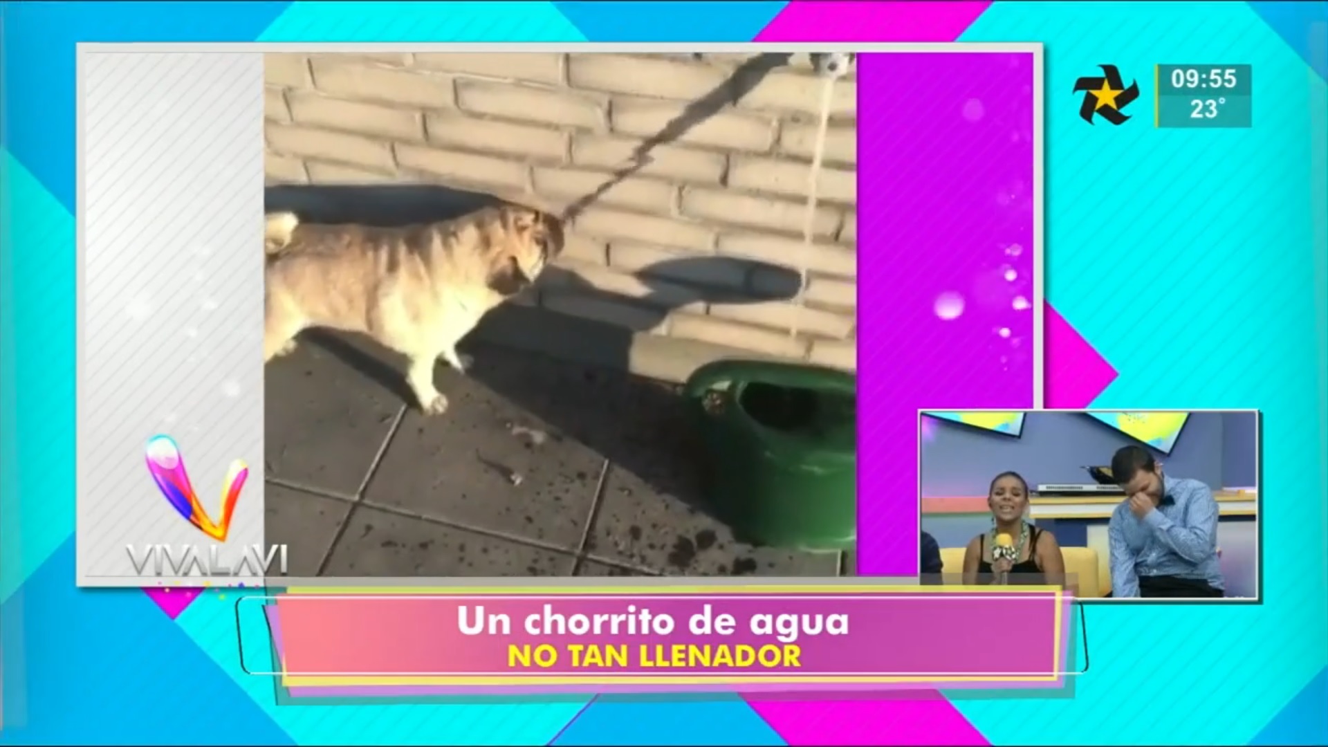 Perrito chorro