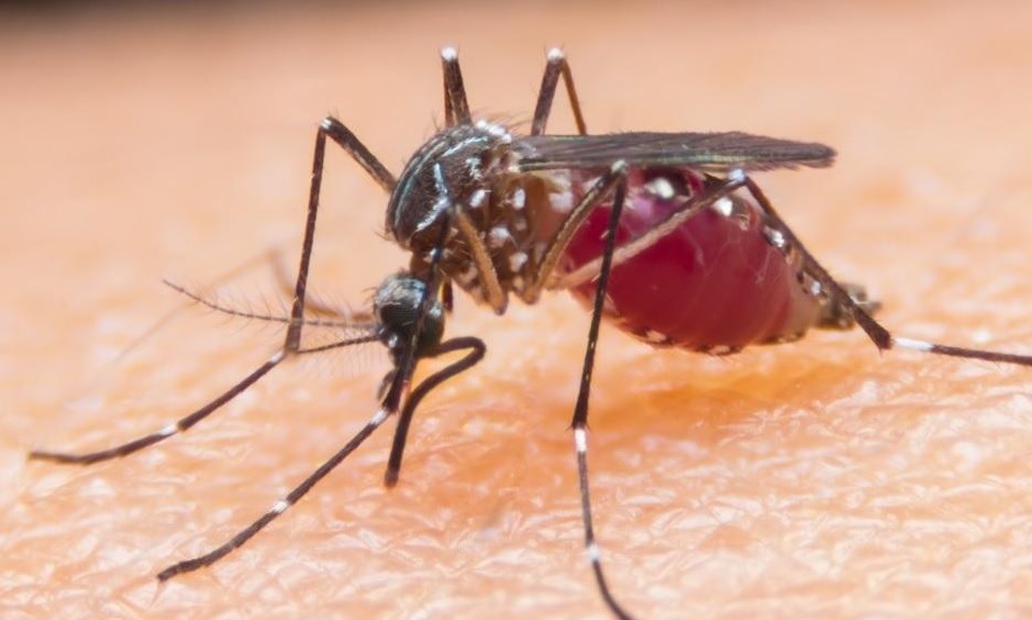 Imagen de referencia.