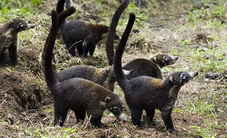 (+VIDEO) Dispositivo ayuda a disminuir cifra de animales muertos en carreteras