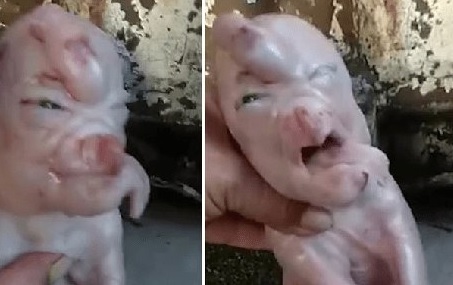 Foto: @MacDanielsBlog