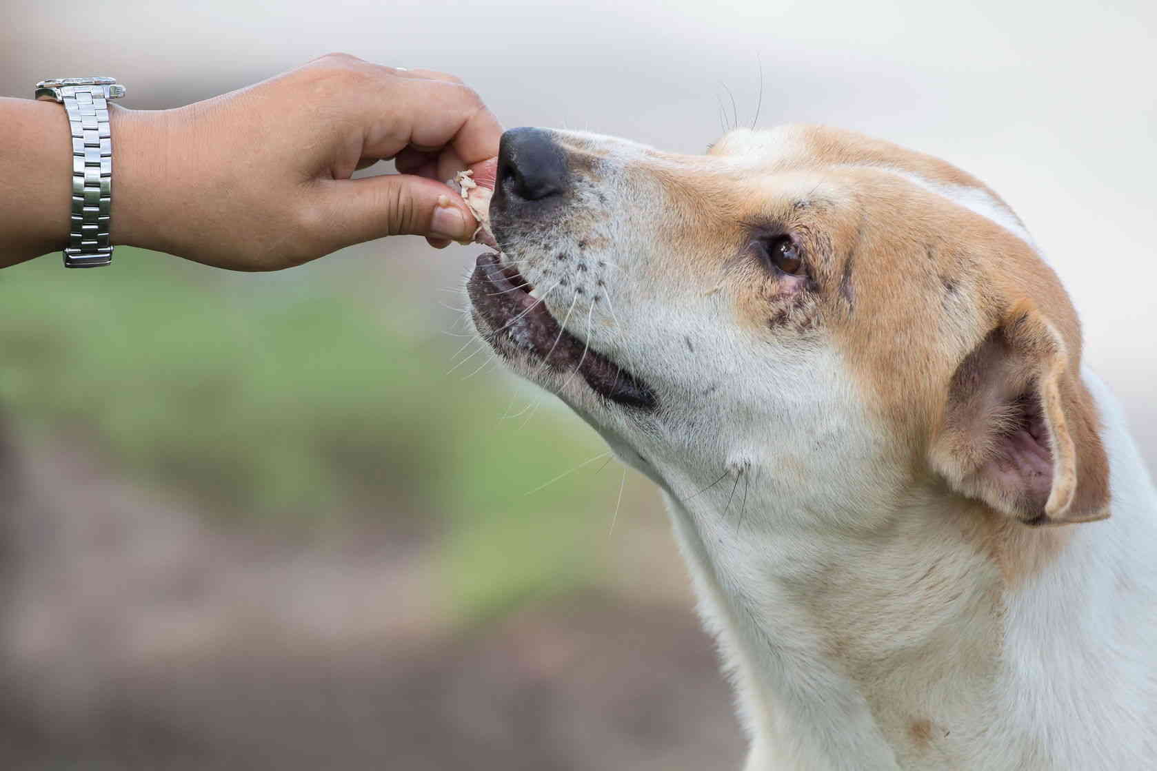 (+VIDEO) Ticos en Guatemala atendieron animales afectados por erupción del volcán de Fuego