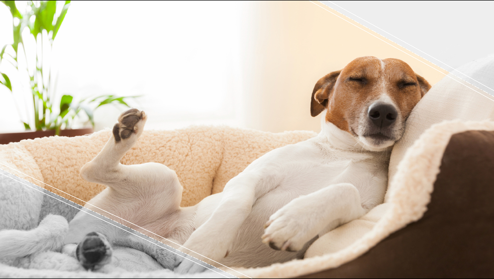 (+VIDEO) ¿Los perros sueñan con los humanos que aman?