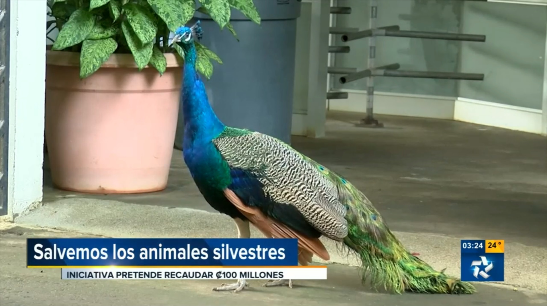 (+VIDEO) Zooave recibe cerca de dos mil animales heridos al año