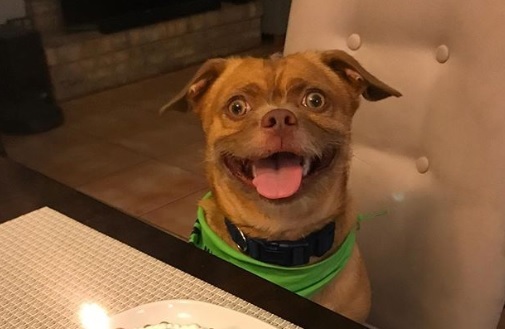 (+FOTOS) El perro que se está apoderando de las redes sociales