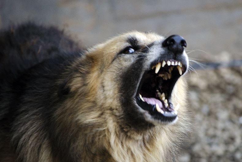 Perros atacan a dos menores edad y un adulto