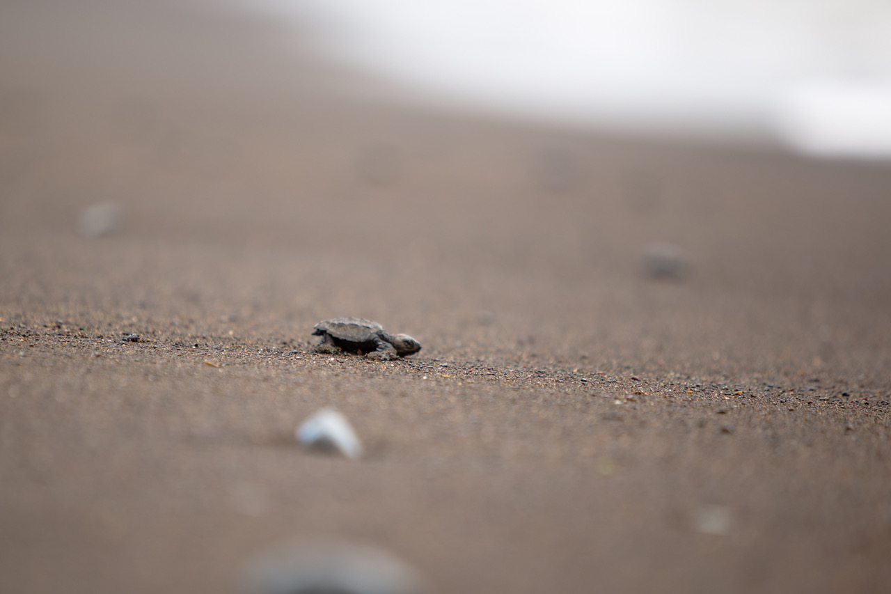 Foto: Refugio Nacional de Vida Silvestre Camaronal.