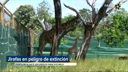 New Live Editor Clip 2018-12-15 02:30:30