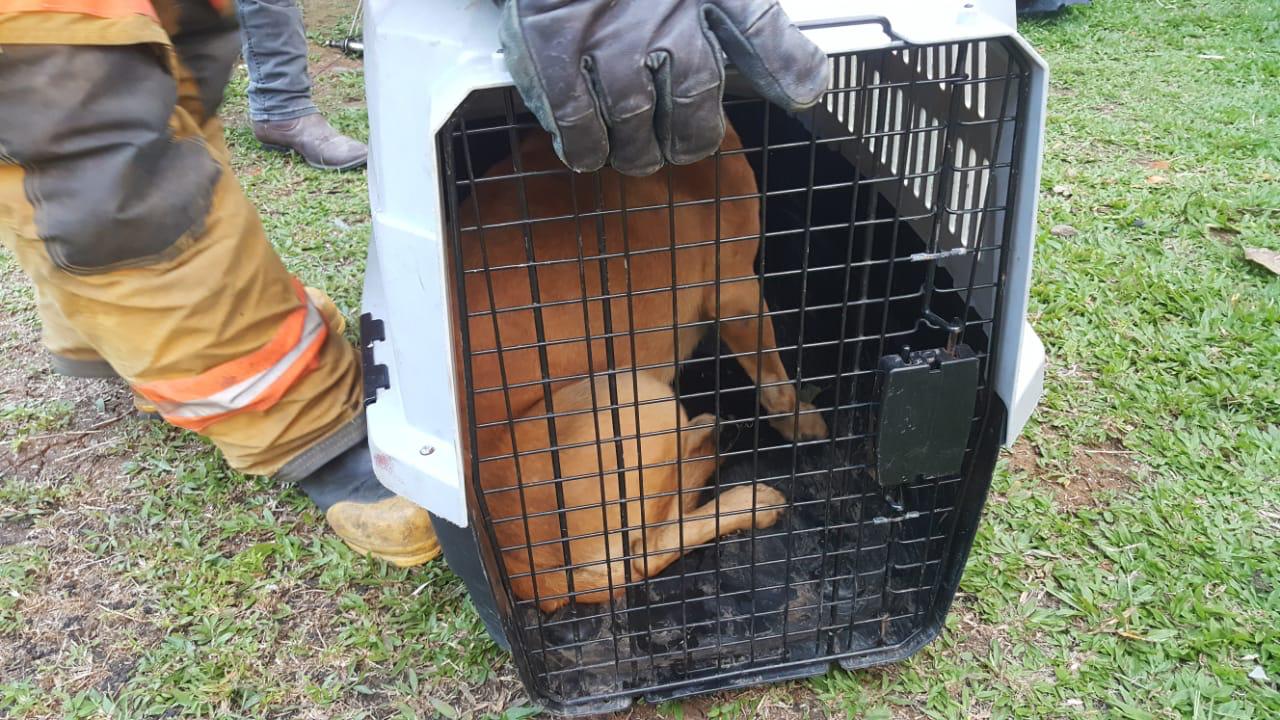 Foto: Cuerpo de Bomberos.