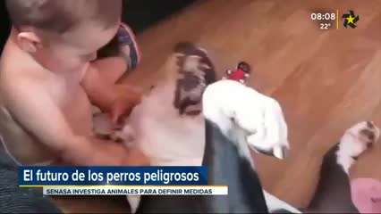 Perros peligrosos