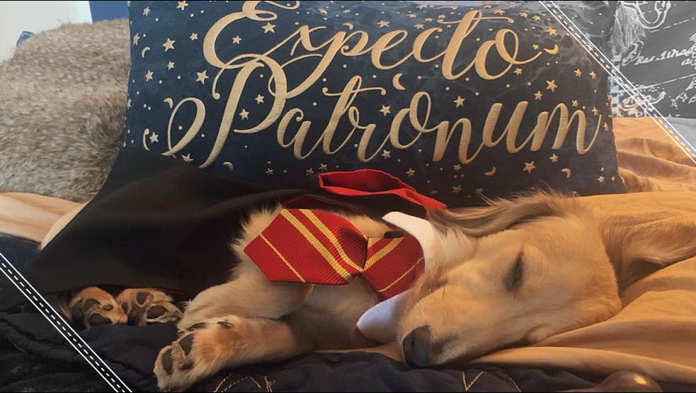 (+VIDEO) Este perrito responde a los hechizos de Harry Potter
