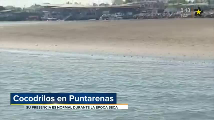 Cocodrilos ok 