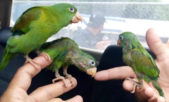 Pichones de perico traficados en Nicaragua son rescatados por ciudadano costarricense