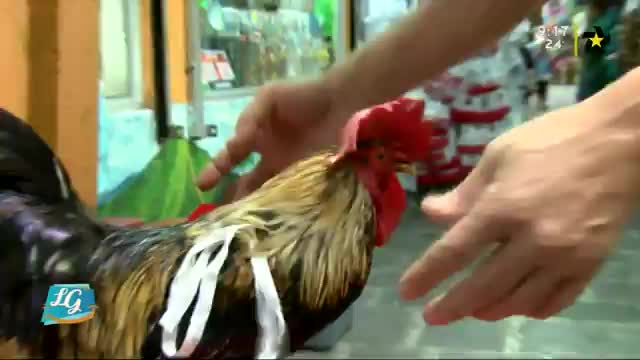 New Live Editor Clip 2019-06-25 15:21:57