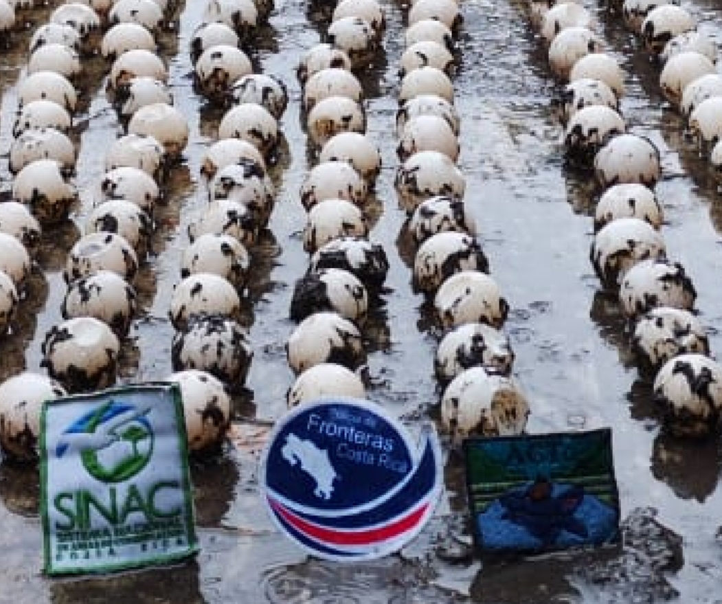 (+FOTOS) Autoridades hallan contrabando de 710 huevos de tortuga marina 