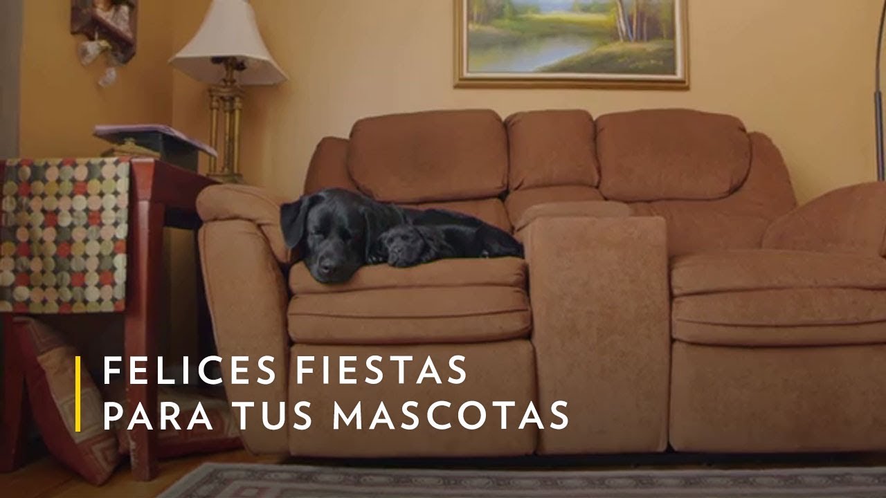 Felices Fiestas para tus Mascotas de NatGeo. Foto: National Geographic.