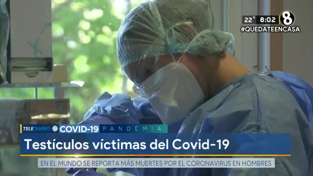 Testiculos 