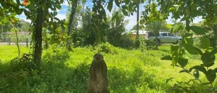 Oso perezoso aparece muerto en Cariari