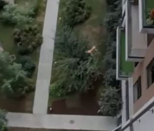 Fiscalía abre investigación contra hombre que lanzó a gato desde balcón