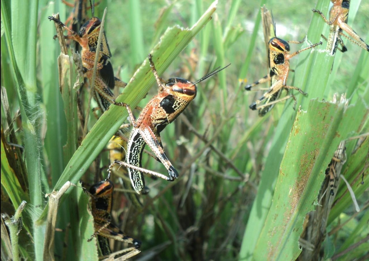 Foto: Ministerio de Agricultura y Ganadería