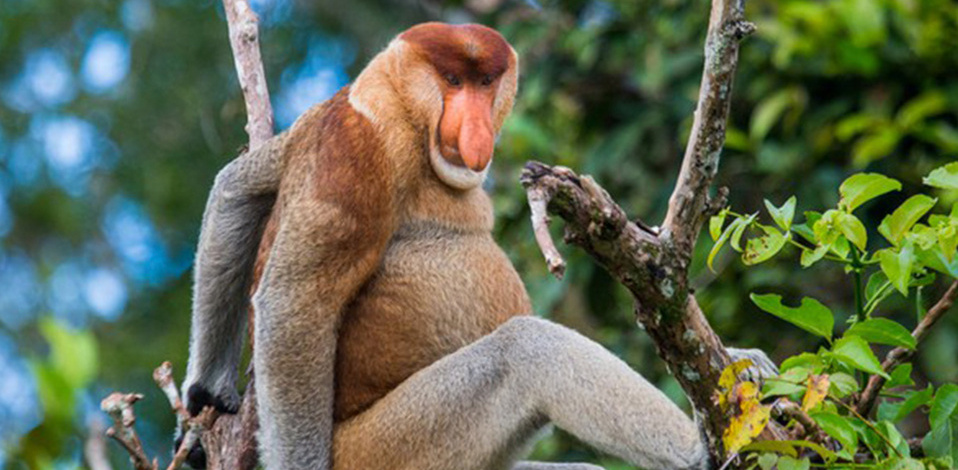 El Mono Narigudo es parte de esta lista. (Foto: Freepik) El Mono Narigudo es parte de esta lista. (Foto: Freepik)