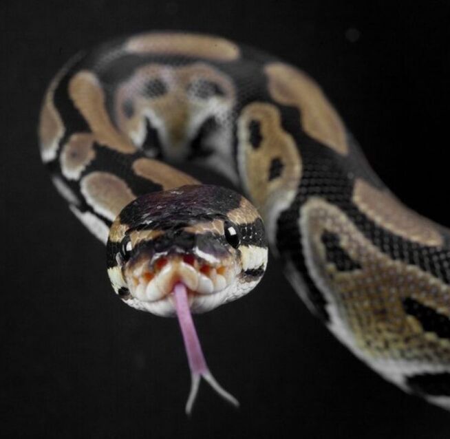 Identifican sustancia en veneno de serpiente capaz de frenar el Covid Identifican sustancia en veneno de serpiente capaz de frenar el Covid