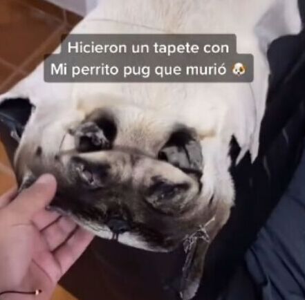 Joven hace una alfombra con la piel de su mascota muerta Joven hace una alfombra con la piel de su mascota muerta