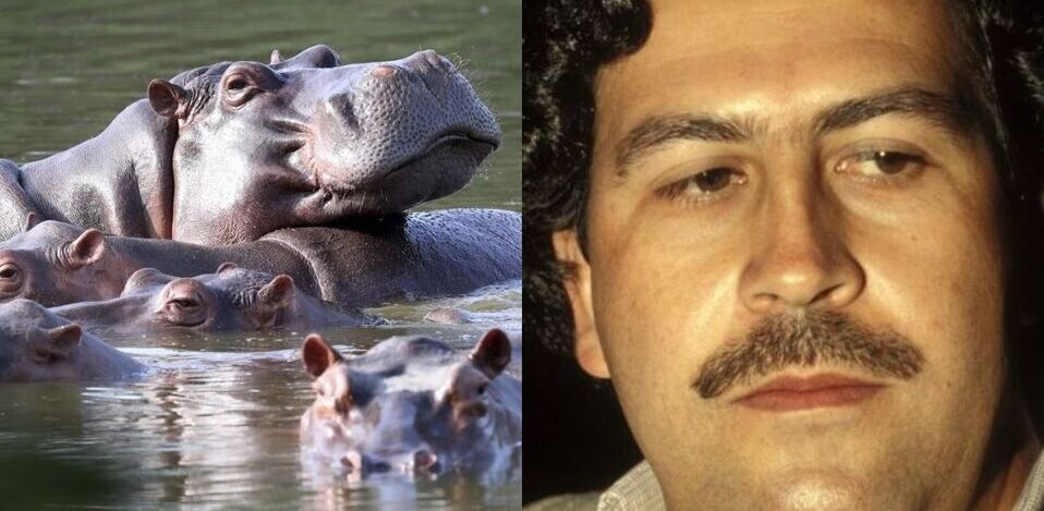 Proponen sacrificar a los hipopótamos de Pablo Escobar Proponen sacrificar a los hipopótamos de Pablo Escobar