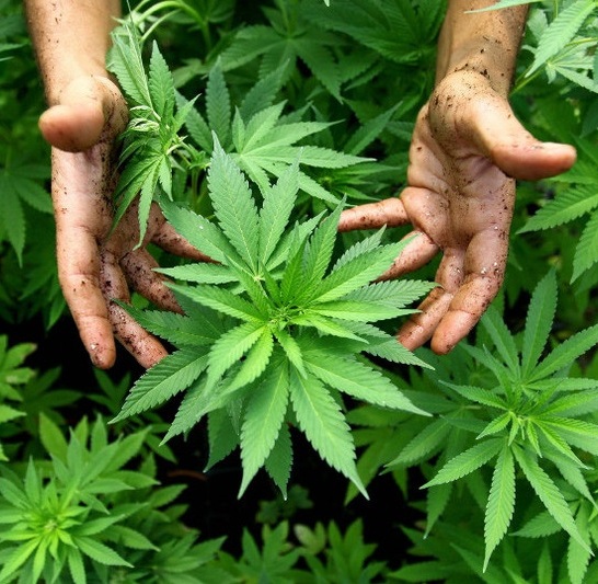 PAC propone proyecto para la comercialización de la marihuana. (Foto: Referencia) PAC propone proyecto para la comercialización de la marihuana. (Foto: Referencia)