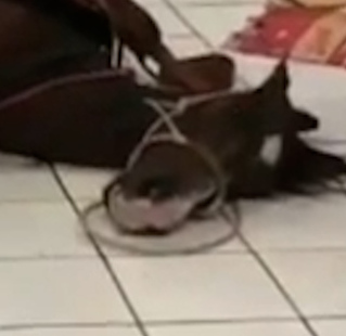 Hombre molestó a comercios con caballo Hombre molestó a comercios con caballo
