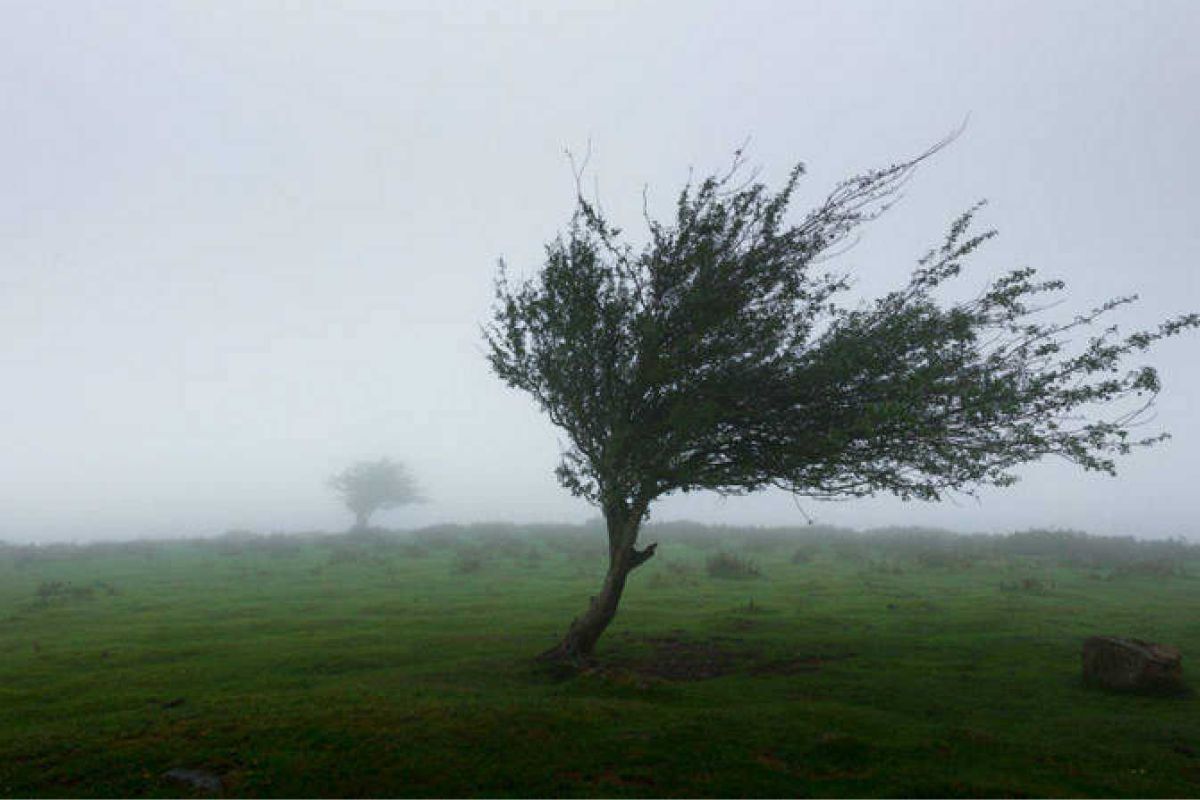 Provocaron caída de árboles y afectaciones en viviendas.