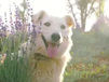 Razas de perros más robadas: ¿cómo proteger a su mascota? Razas de perros más robadas: ¿cómo proteger a su mascota?