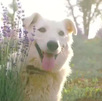 Razas de perros más robadas: ¿cómo proteger a su mascota?