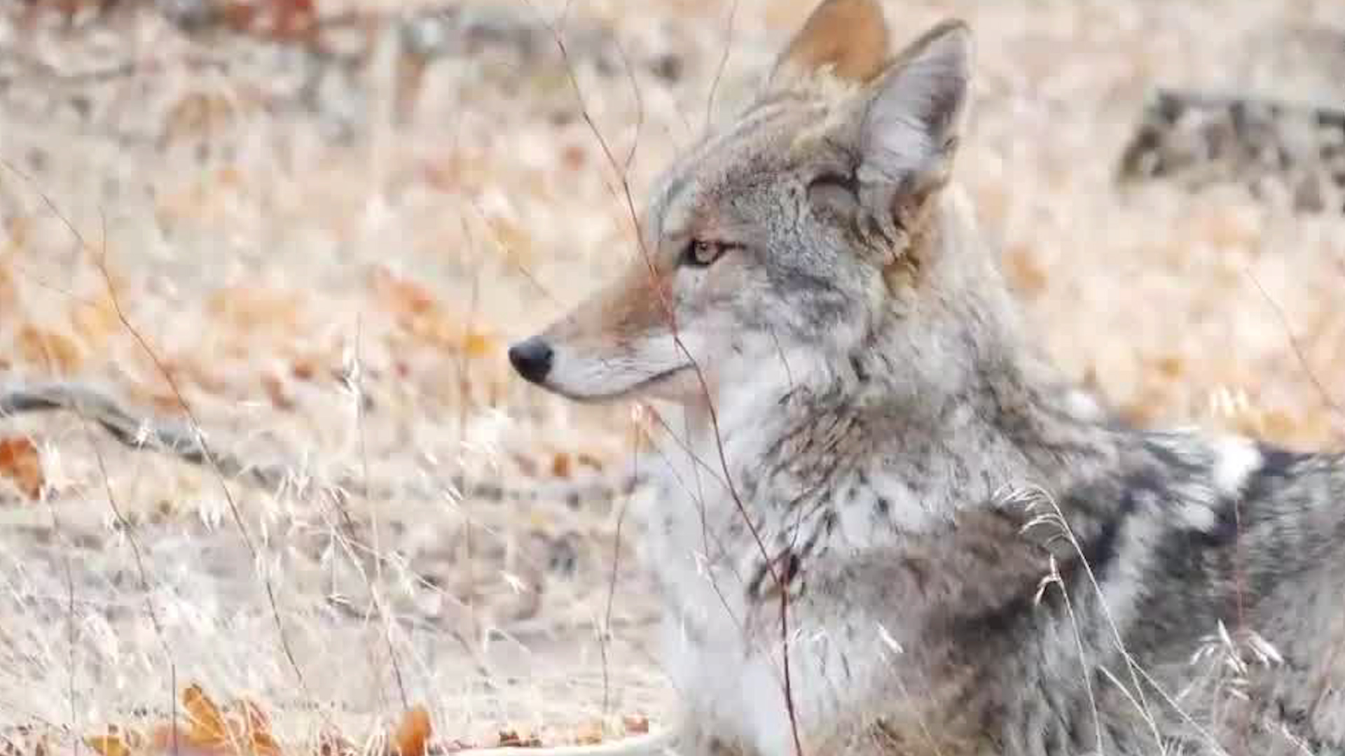 Coyote merodea calles y patios en Heredia | VIDEO