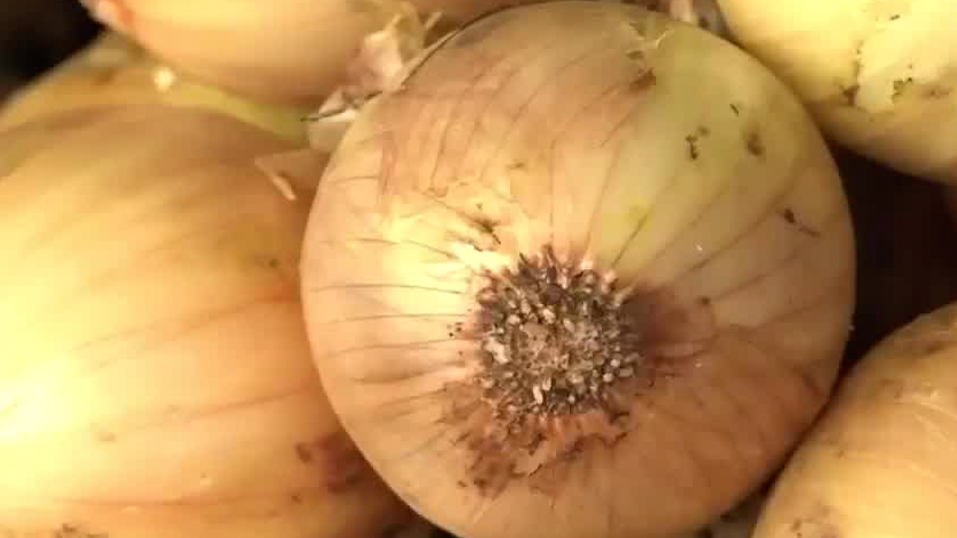 Productores alertan crisis en el sector cebollero