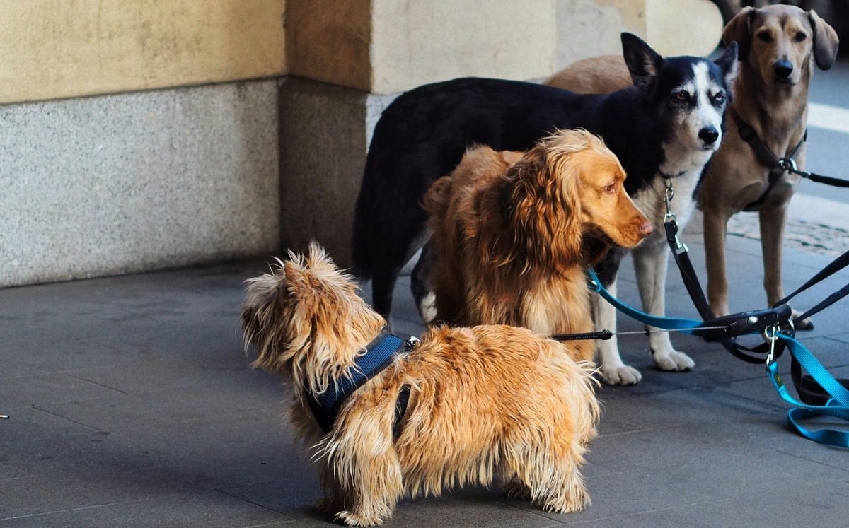 El ministerio tomó en cuenta la normativa vigente sobre tenencia de animales y los permisos sanitarios de funcionamiento.