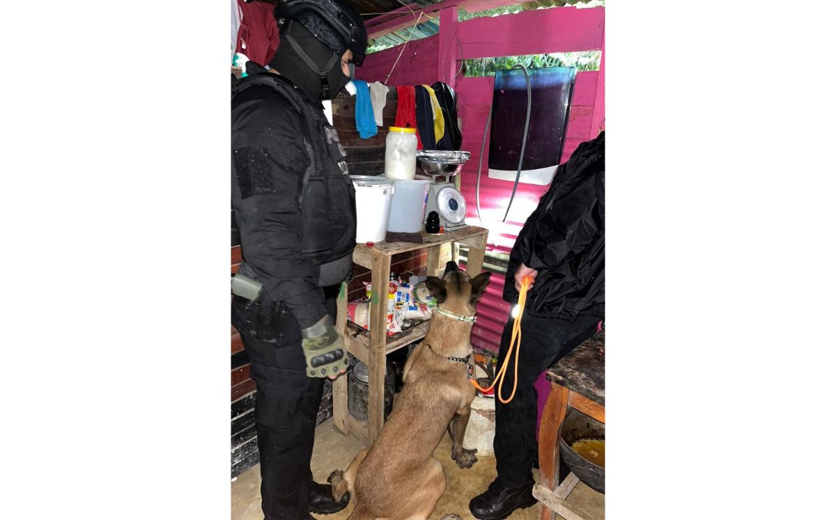 Agentes judiciales en los allanamientos en Sarapiquí. (OIJ)