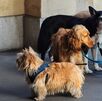El ministerio tomó en cuenta la normativa vigente sobre tenencia de animales y los permisos sanitarios de funcionamiento.