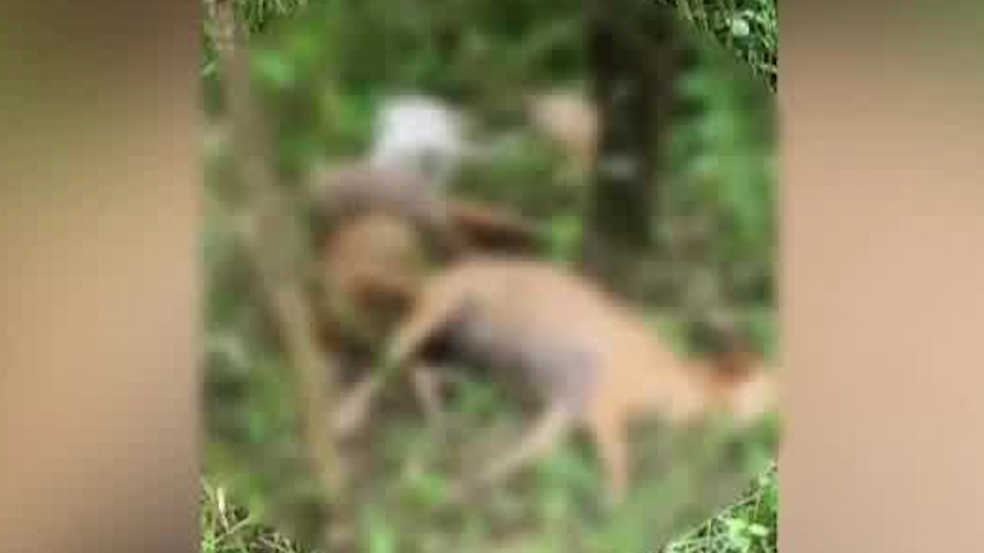 Capturan a sospechoso de asesinar al menos 14 perros