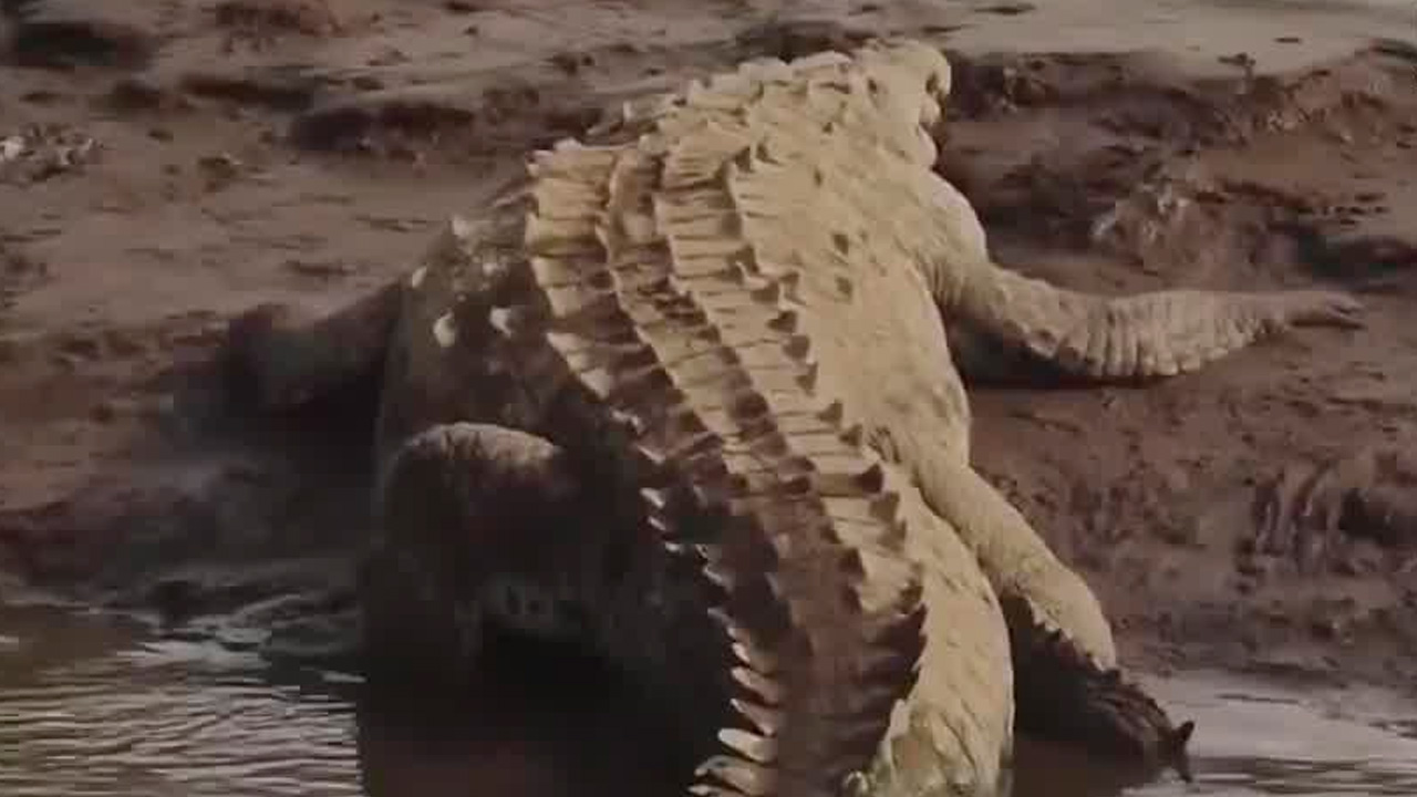 Minae inicia plan para remover cocodrilos del río Tárcoles Minae inicia plan para remover cocodrilos del río Tárcoles