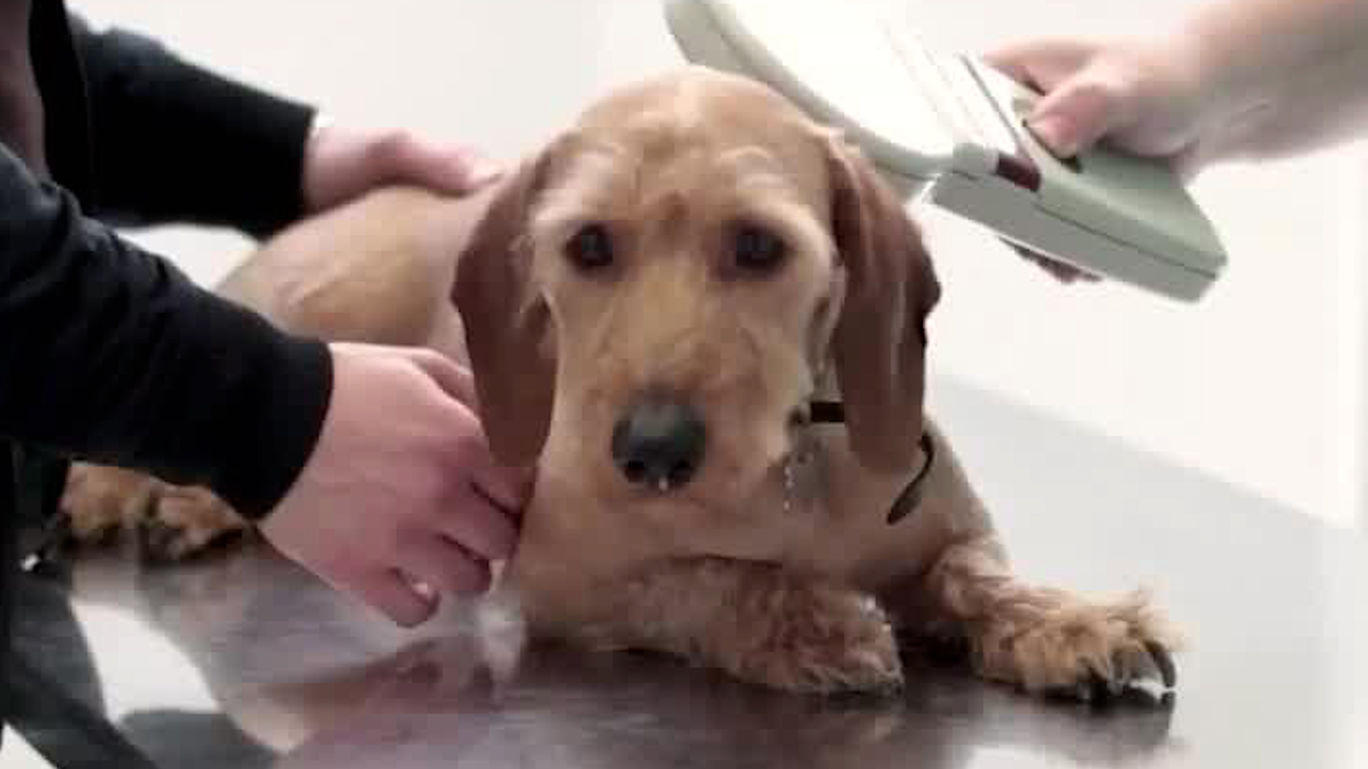 Mascoteando | Alerta por mala praxis en castraciones Mascoteando | Alerta por mala praxis en castraciones