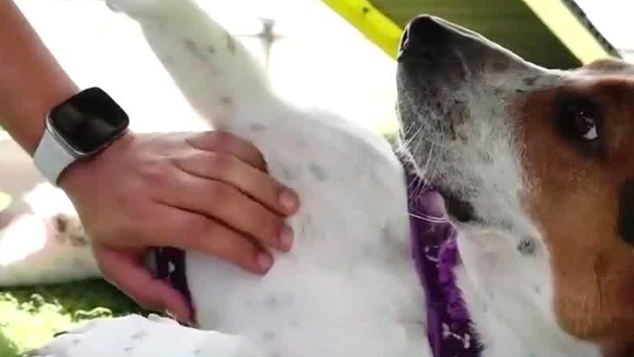 Recomiendan eliminar política ‘Pet Friendly’