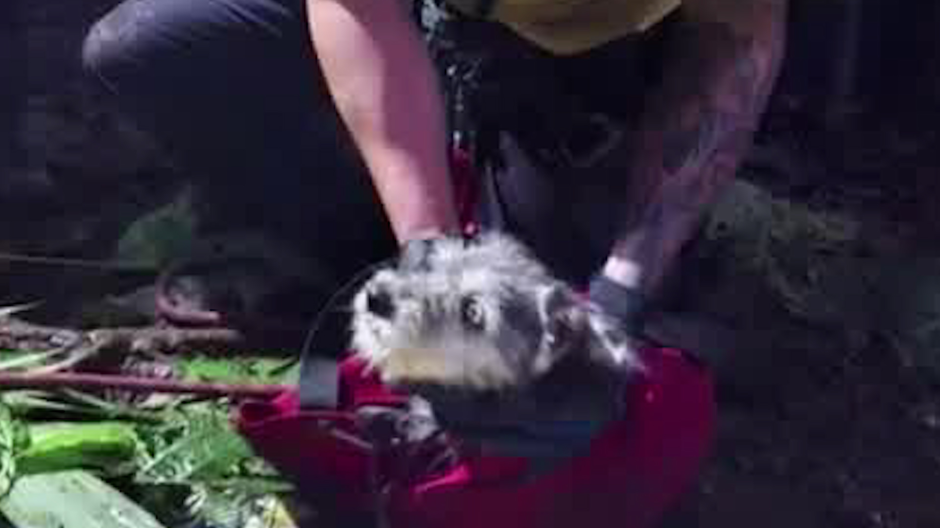 Mascoteando | Bomberos salvan cachorro Mascoteando | Bomberos salvan cachorro